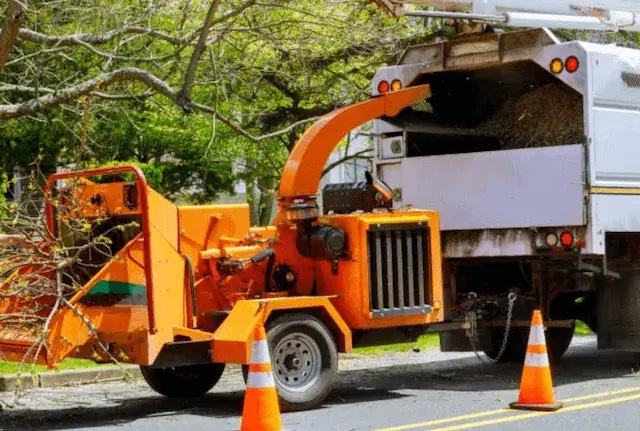 tree removal bergen nj
