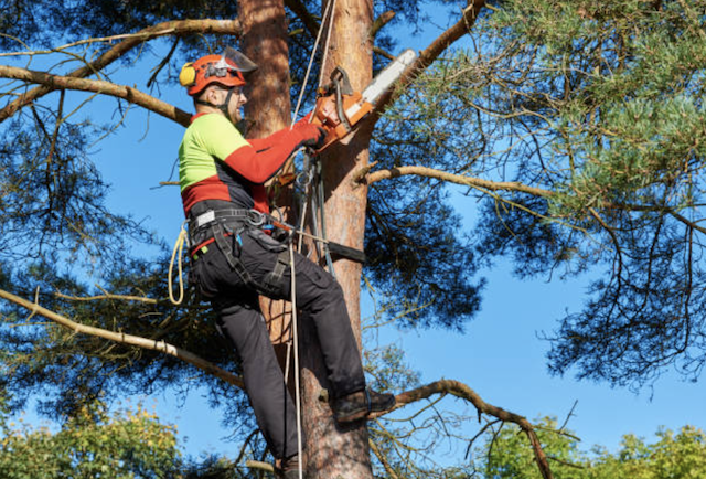 tree trimming bergen nj