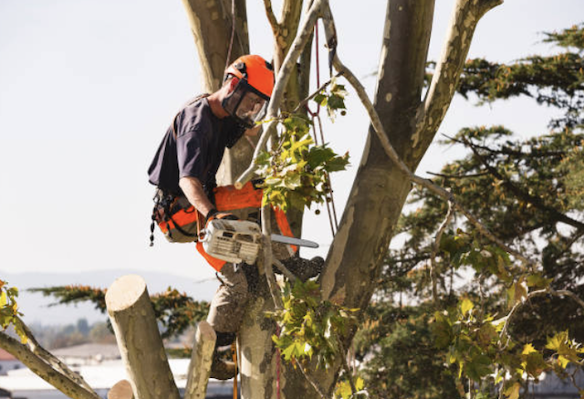 tree removal bergen